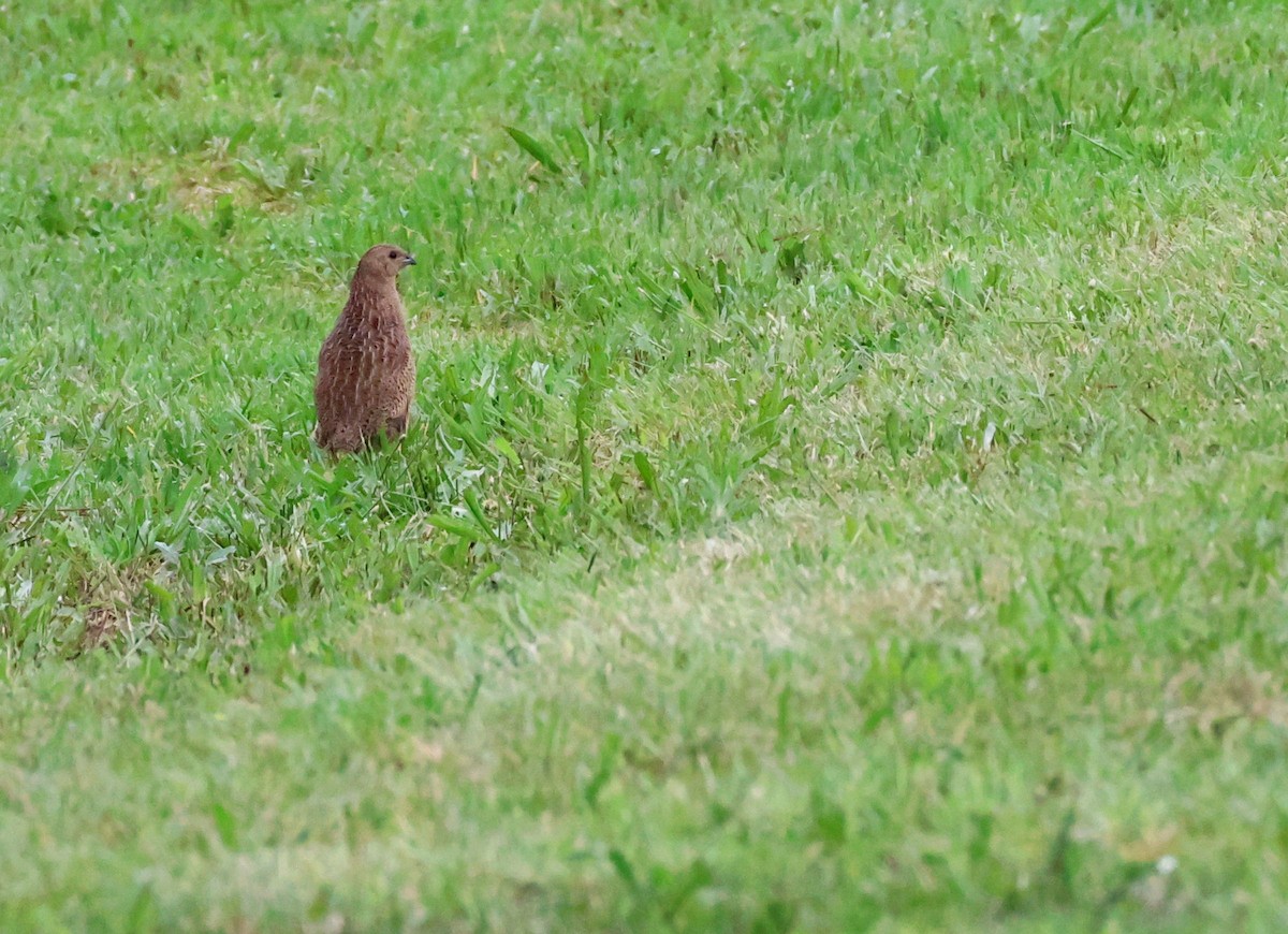 ヌマウズラ - ML644909227