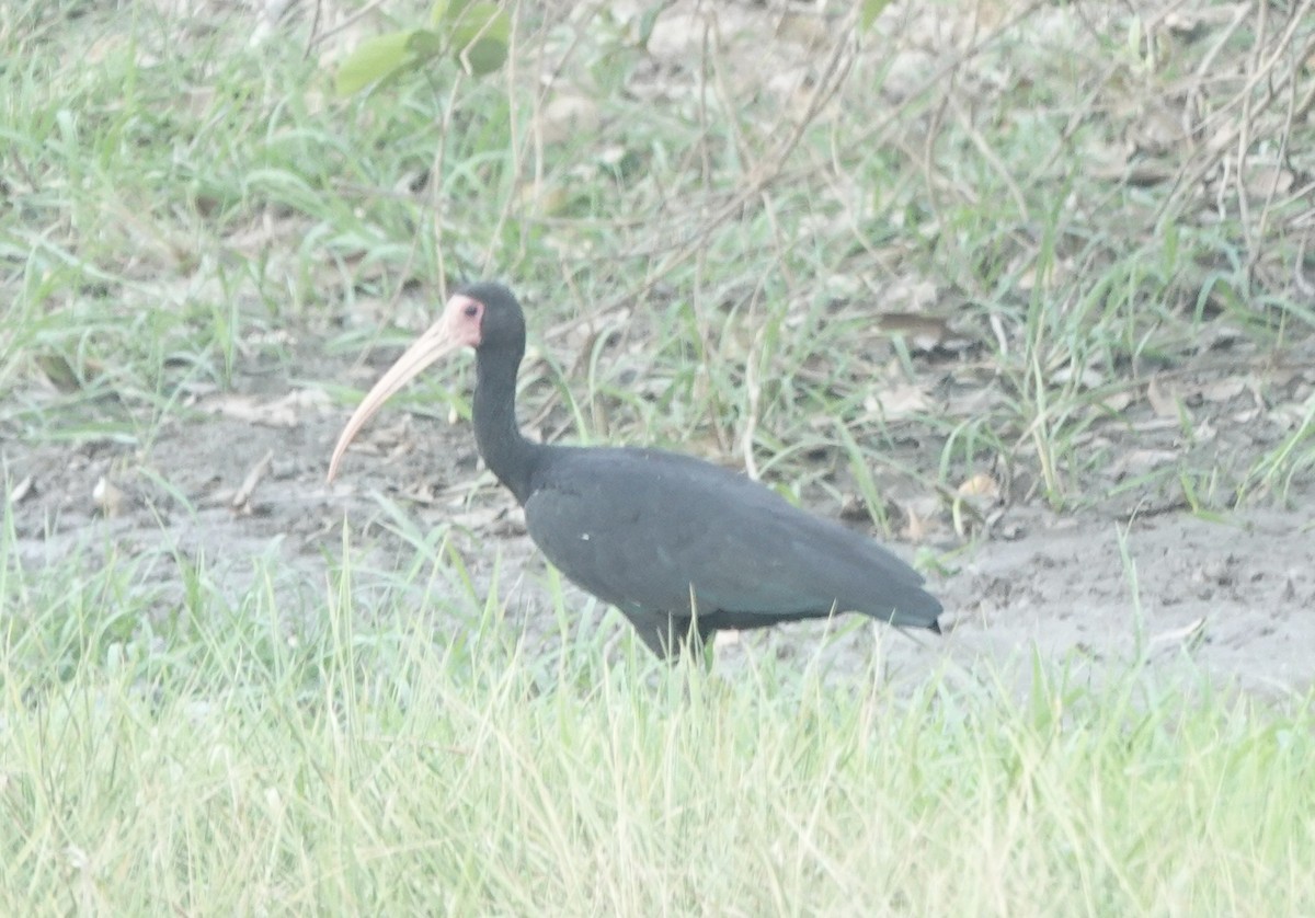 Bare-faced Ibis - ML644909248