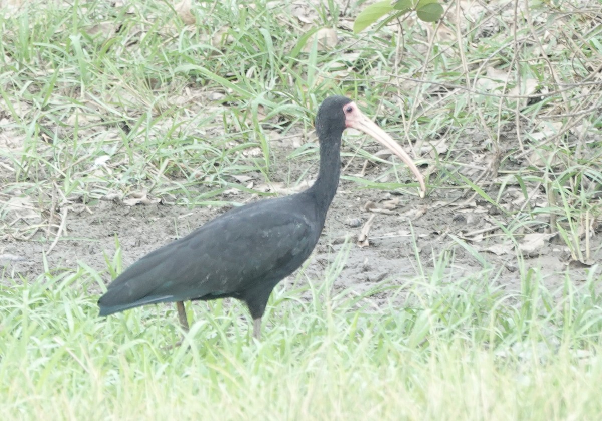 Bare-faced Ibis - ML644909249