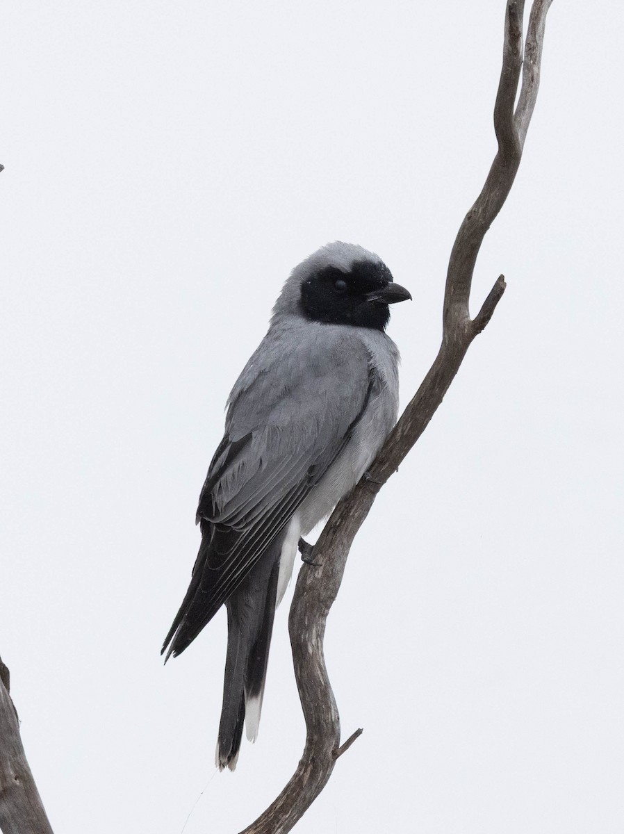 Black-faced Cuckooshrike - ML644909263