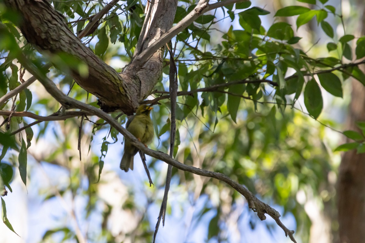 スズミツスイ - ML644909287