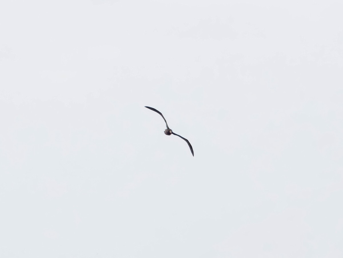 Northern Giant-Petrel - ML644909293