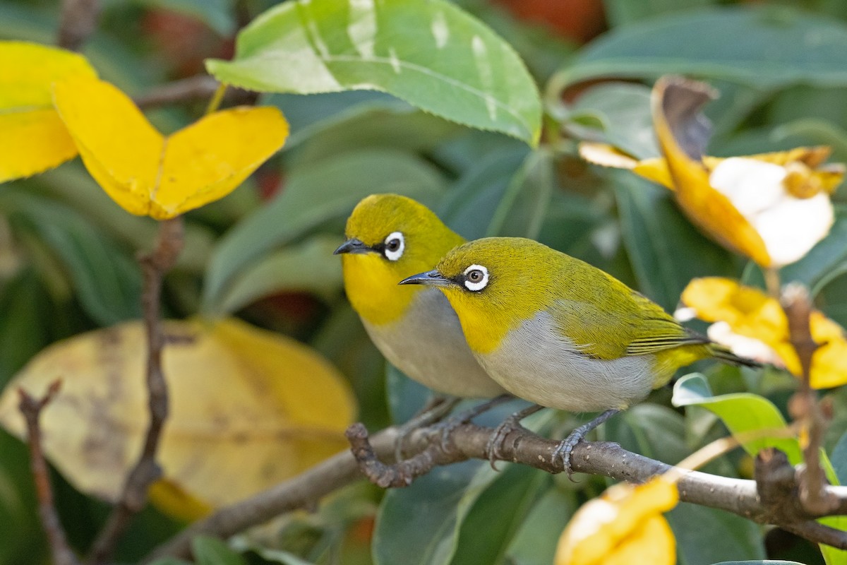 Indian White-eye - ML644909294