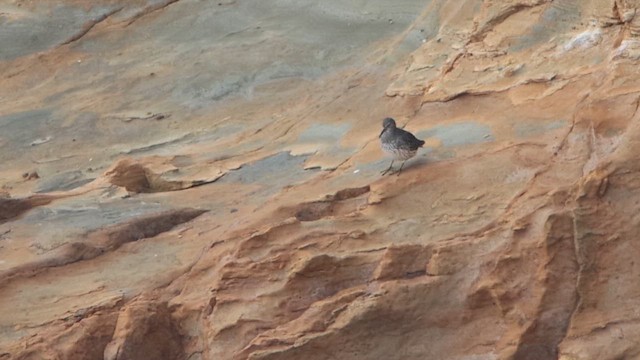 Побережник берингійський - ML644909314