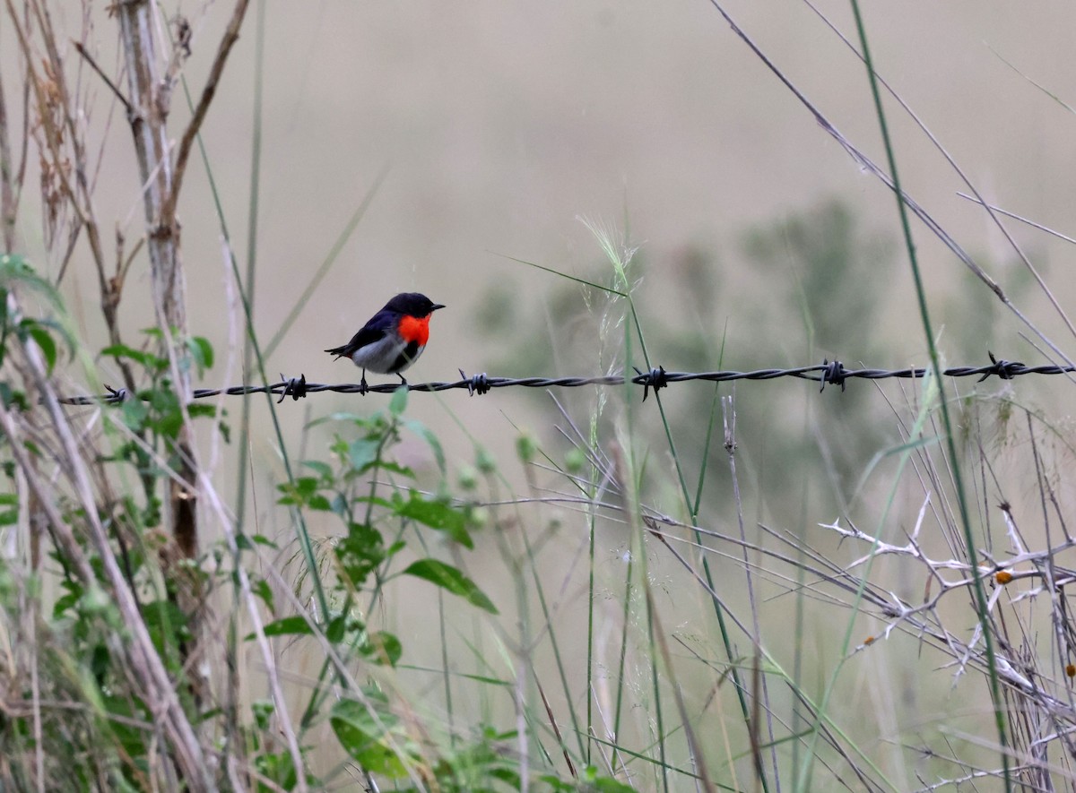 Mistletoebird - ML644909316
