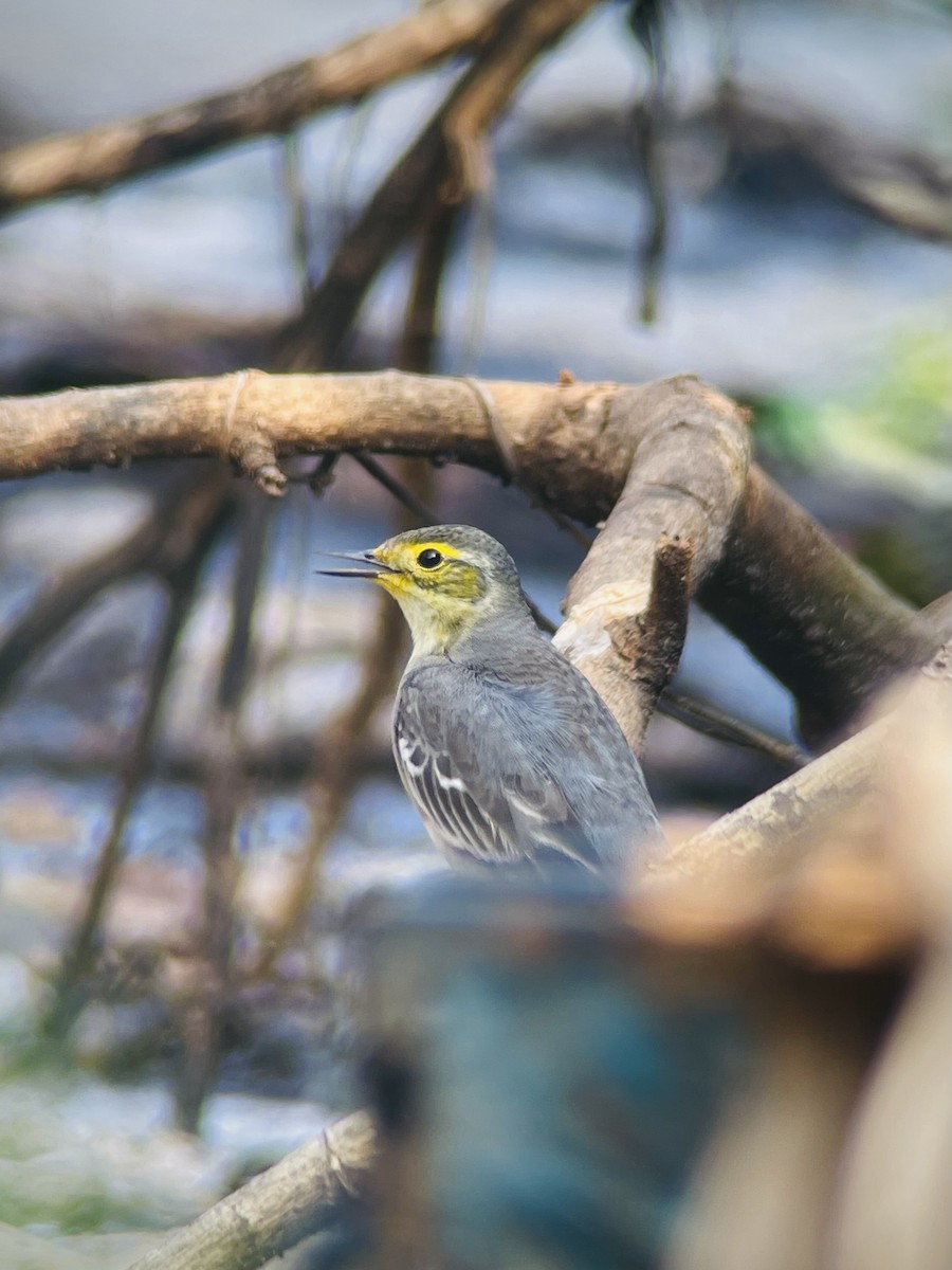 Citrine Wagtail - ML644909320