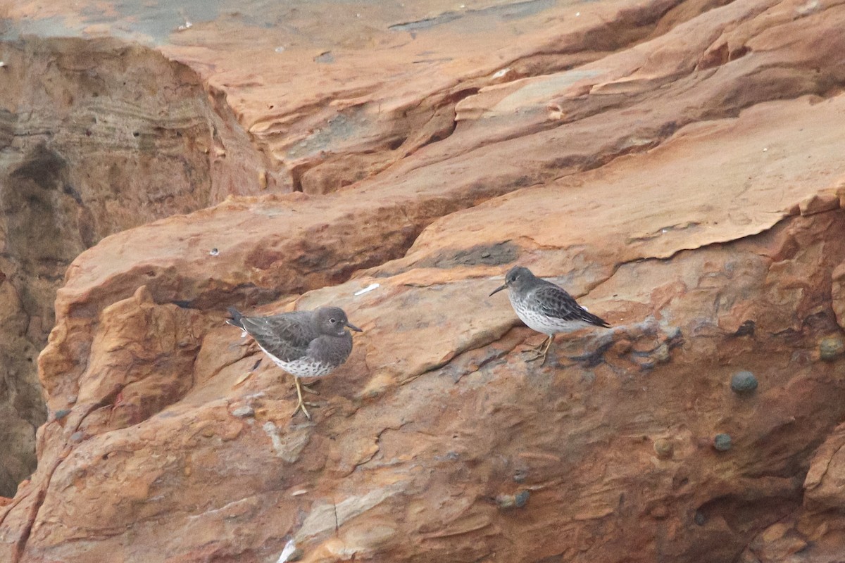 チシマシギ - ML644909334