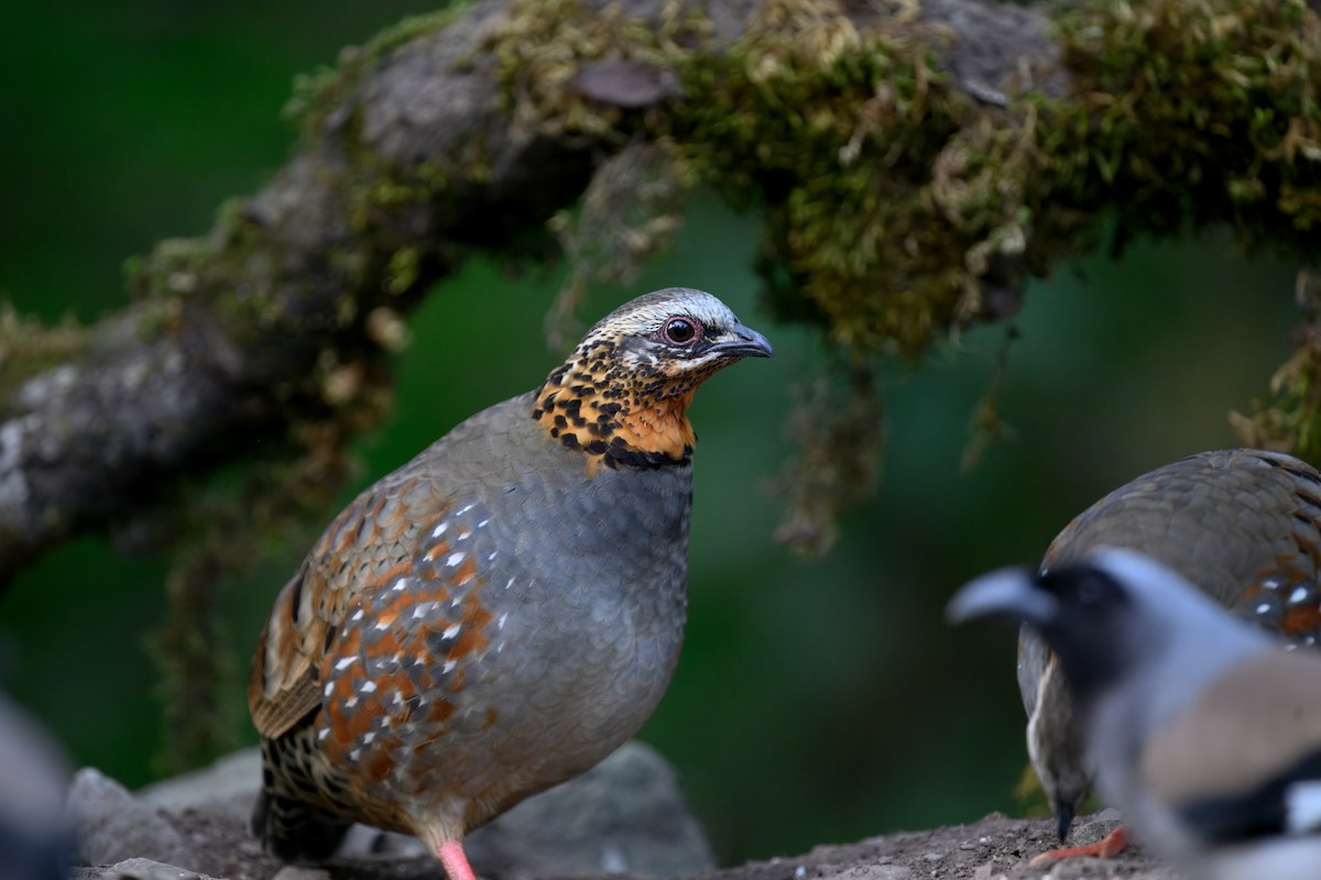 Rufous-throated Partridge - ML644909351