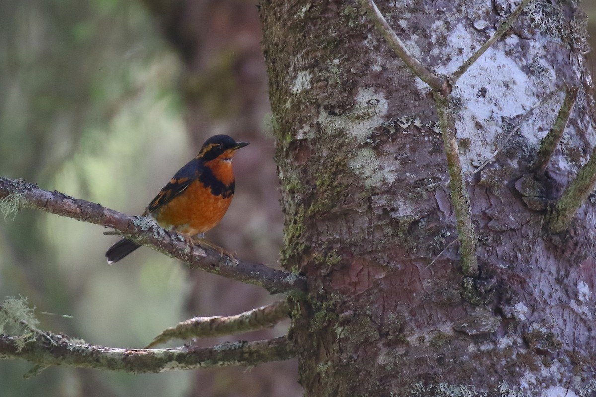 Varied Thrush - ML644909364