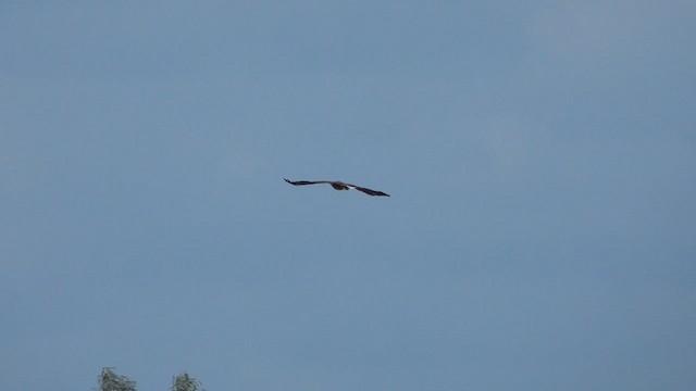 Орлан-білохвіст - ML644909370