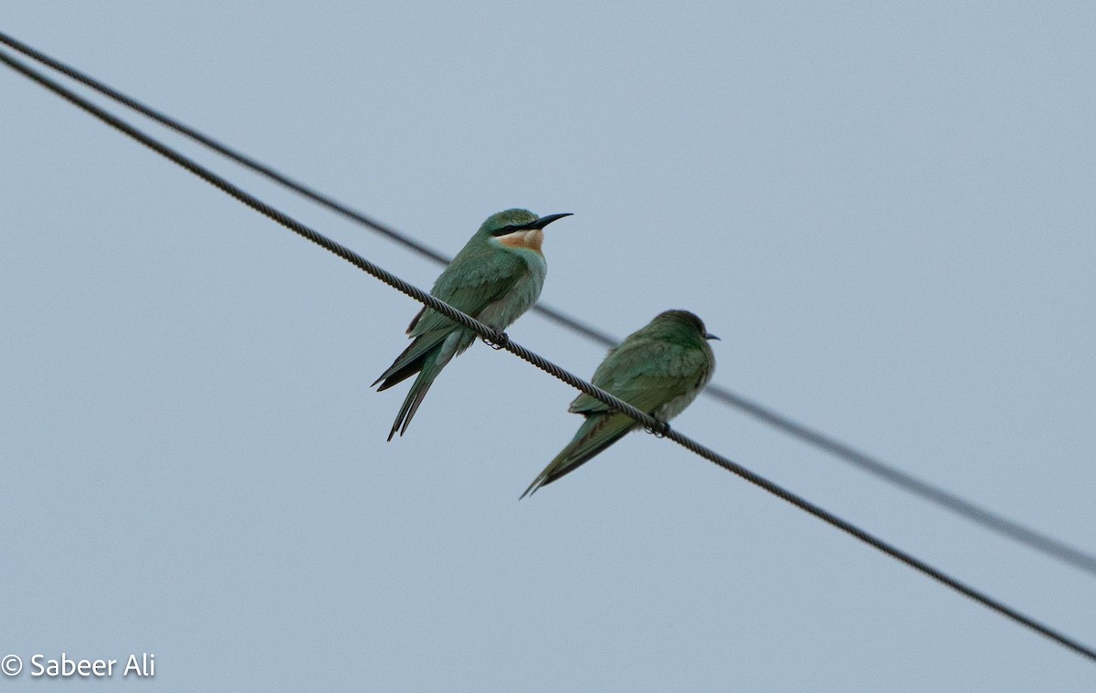 blåkinnbieter - ML644909374