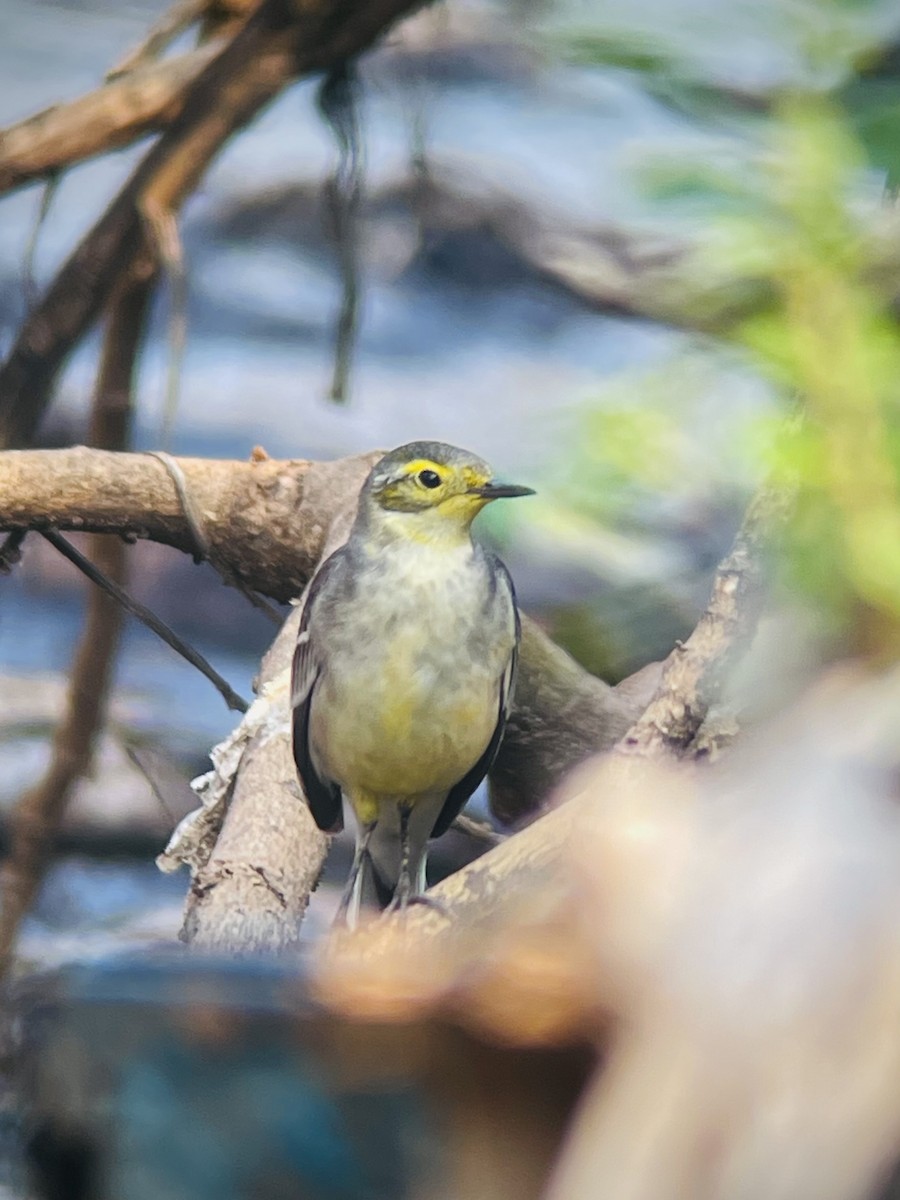 Citrine Wagtail - ML644909407