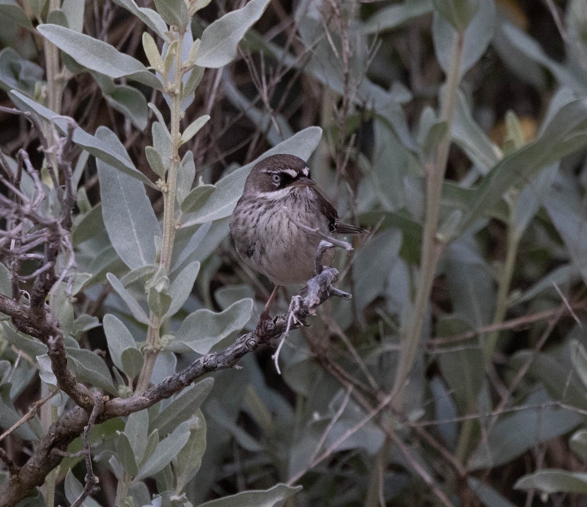 Spotted Scrubwren - ML644909433