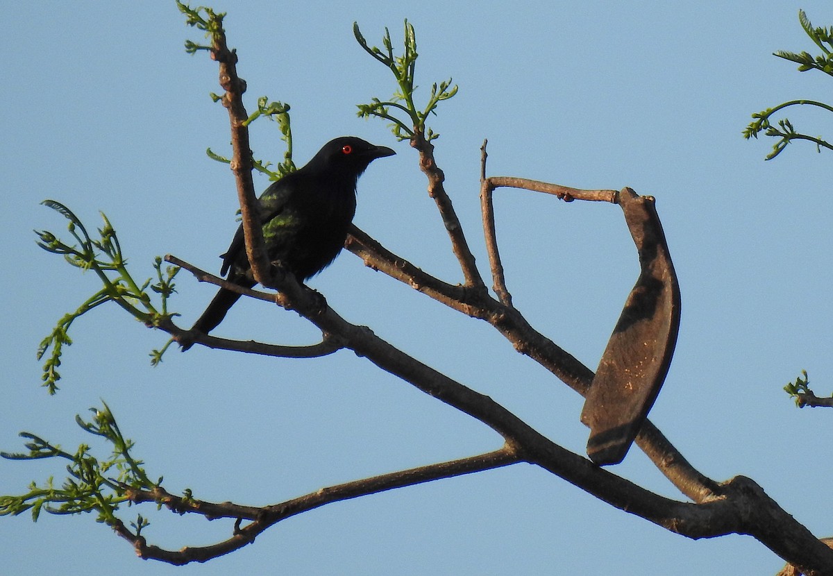 Metallic Starling - ML644909435