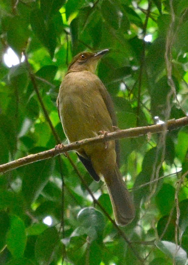 Red-eyed Bulbul - ML644909462
