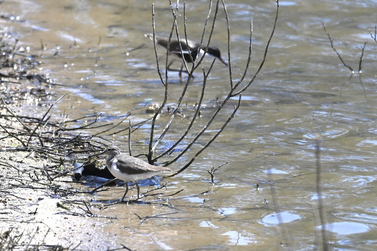 Common Sandpiper - ML644909482