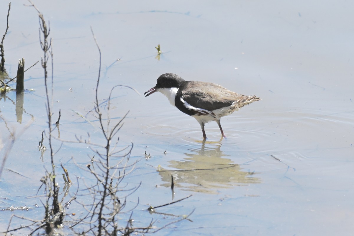 Red-kneed Dotterel - ML644909490