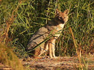 Golden Jackal - ML644909493