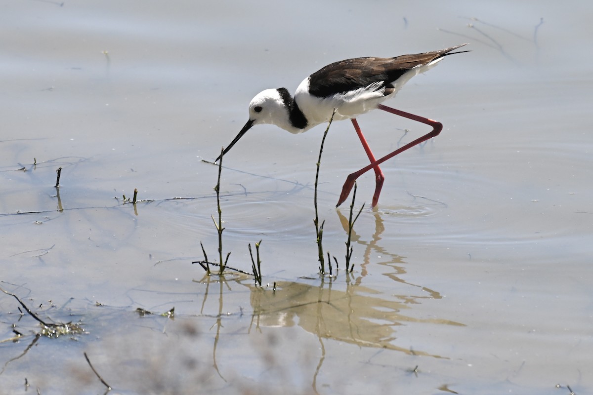 Pied Stilt - ML644909515