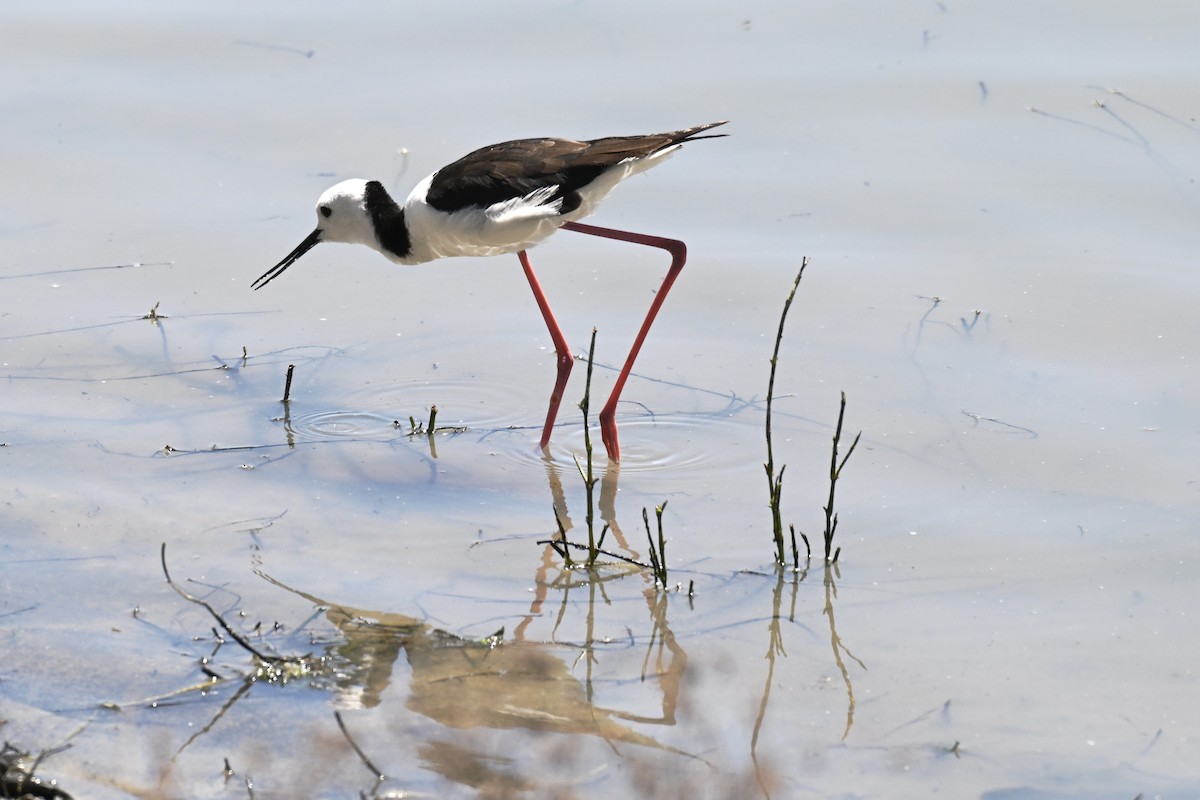 Pied Stilt - ML644909520