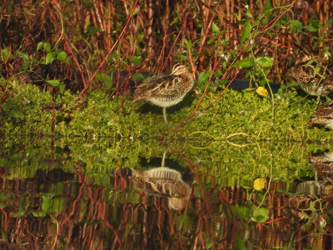 Common Snipe - ML644909534