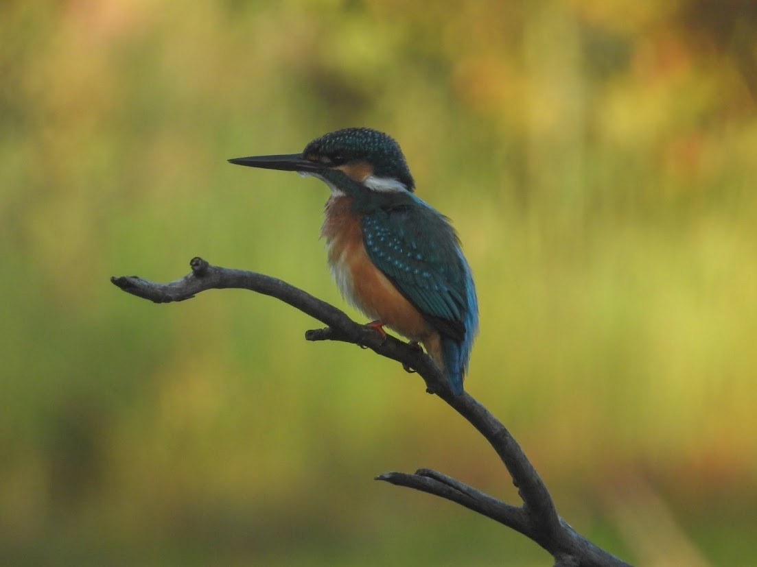Common Kingfisher - ML644909537