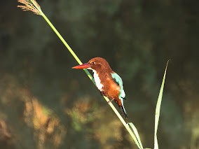 White-throated Kingfisher - ML644909540