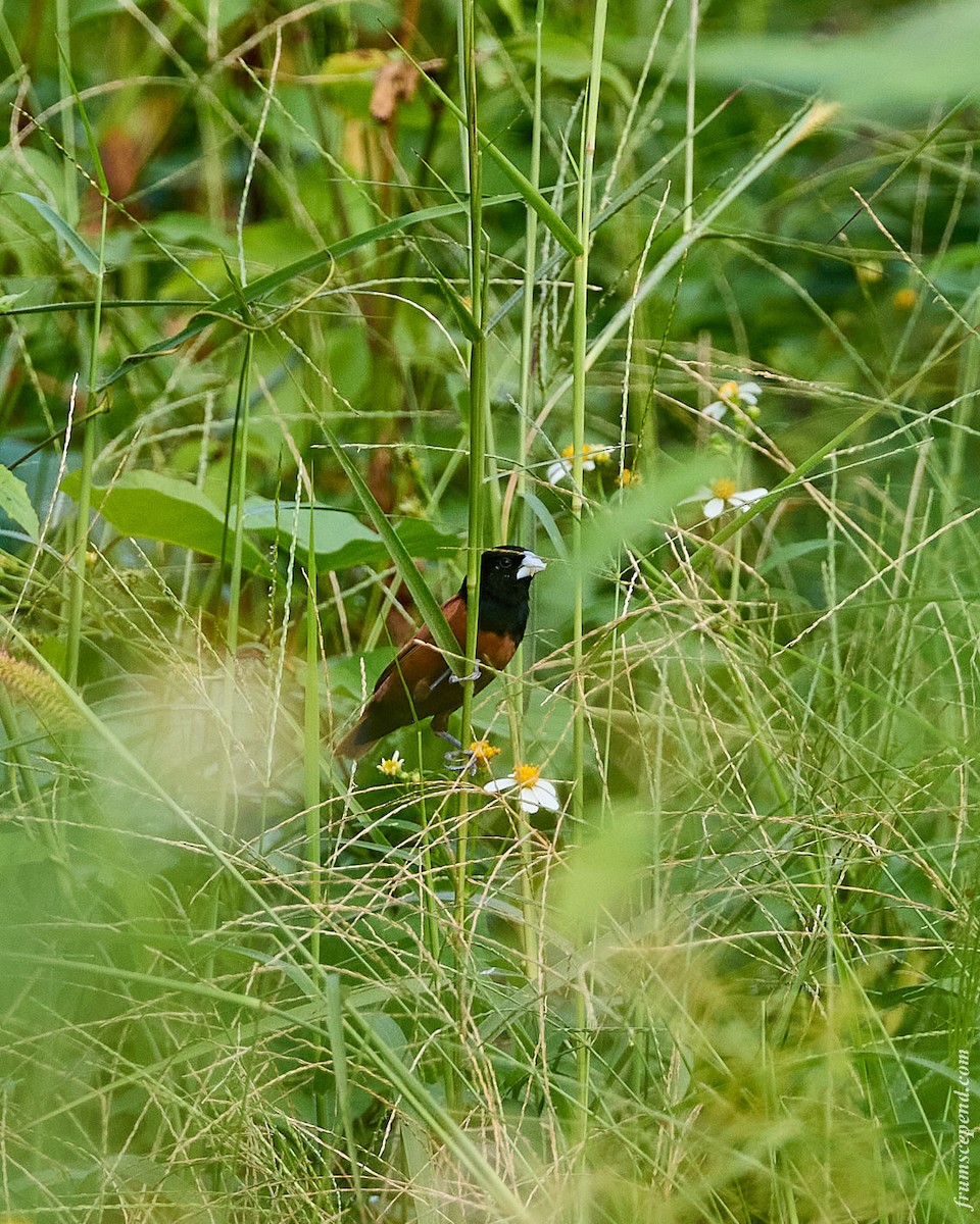 Chestnut Munia - ML644909568