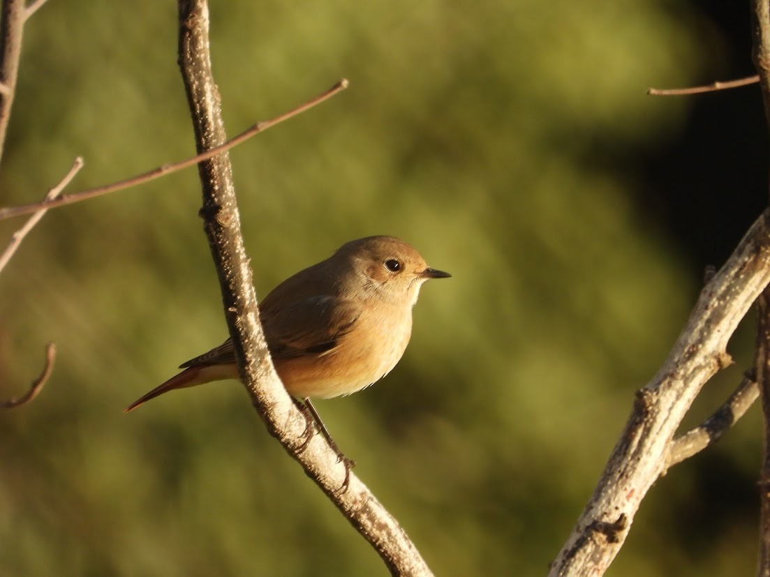 Common Redstart - ML644909572