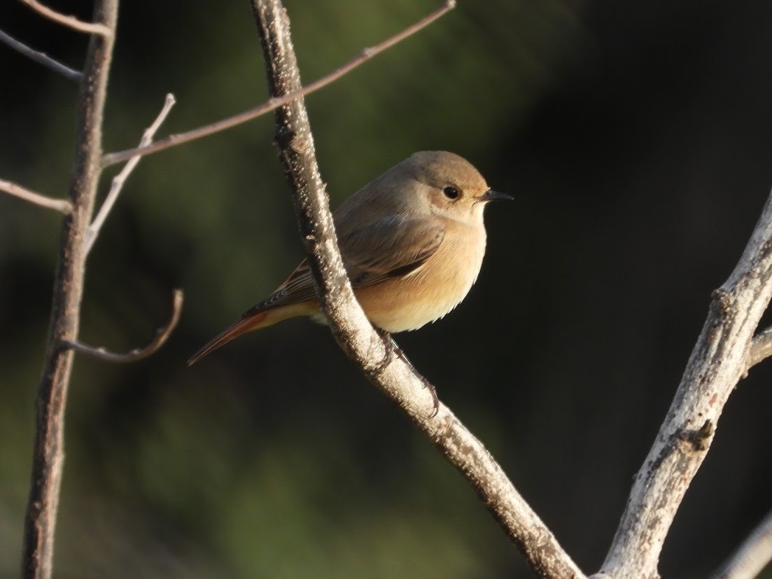 Common Redstart - ML644909576