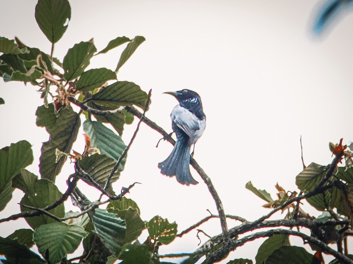 Hair-crested Drongo - ML644909582