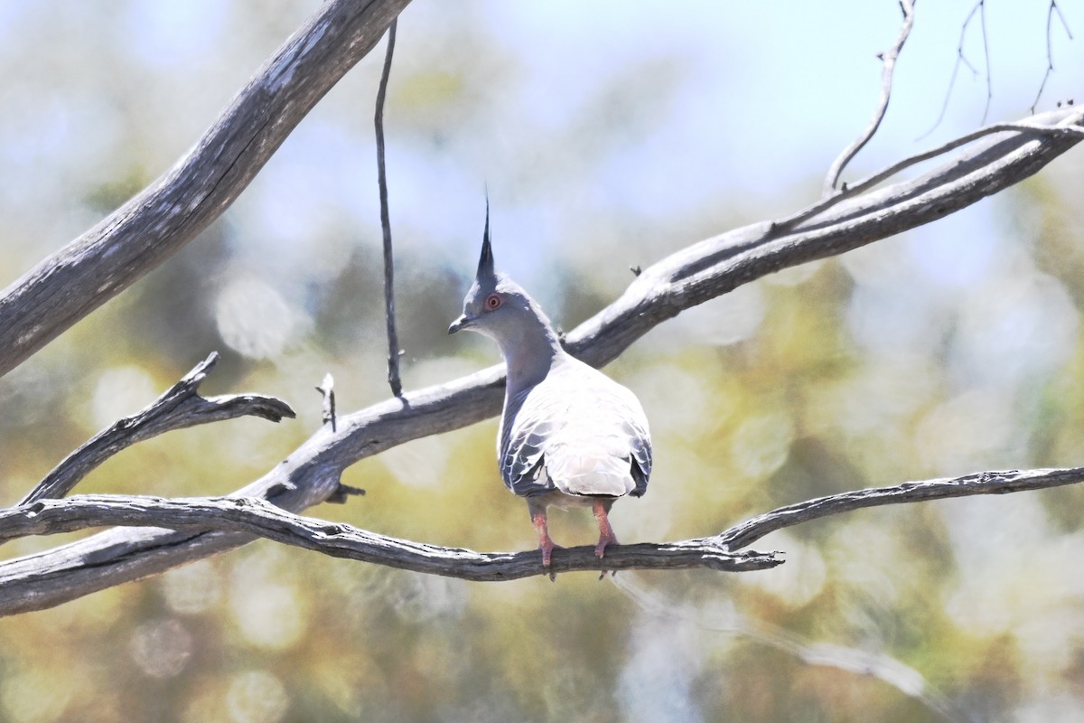 Crested Pigeon - ML644909593