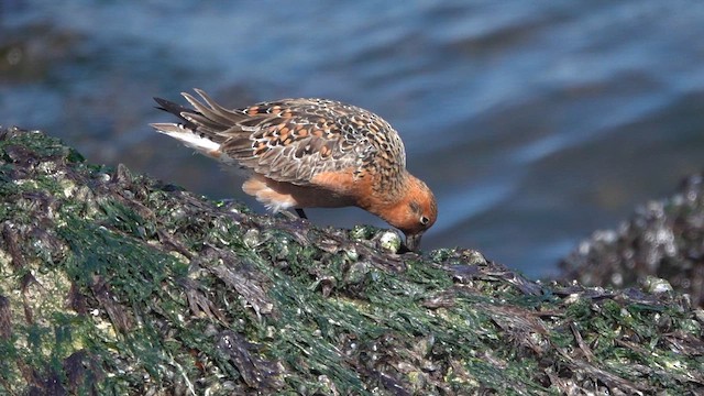 Побережник ісландський - ML644909596