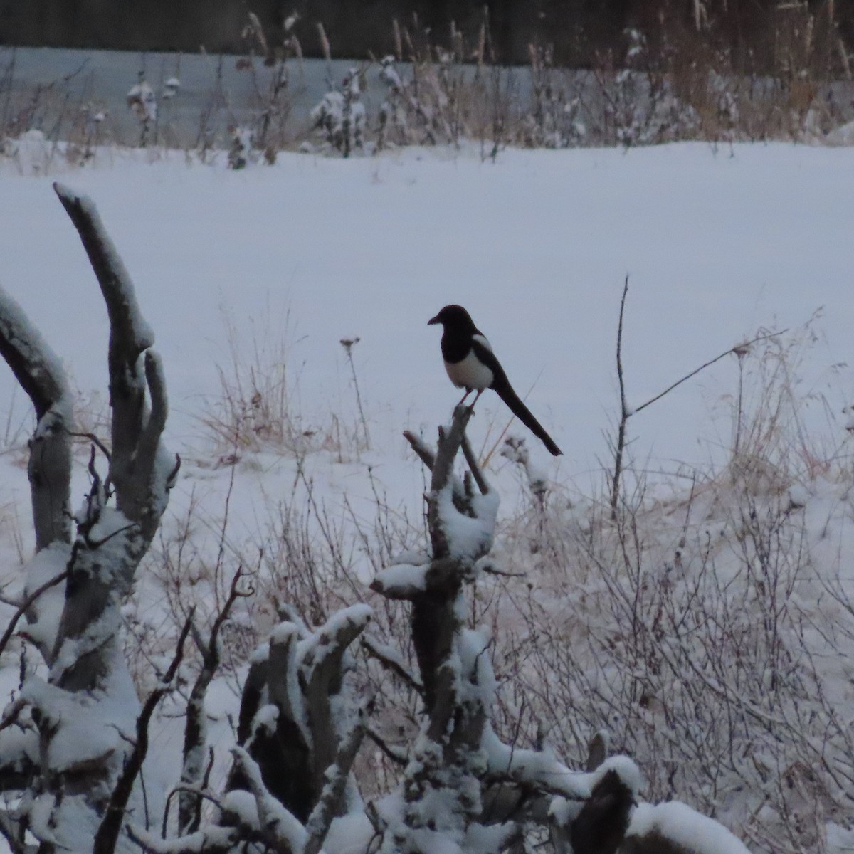 straka americká - ML644909603