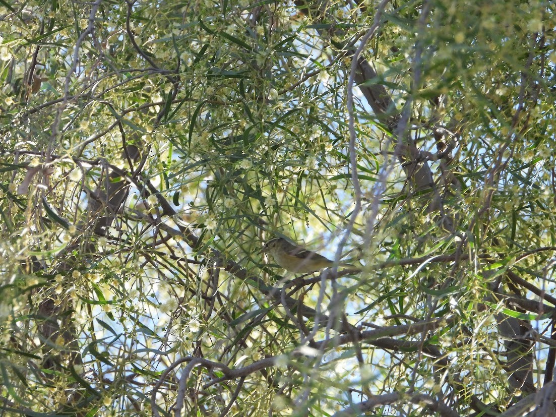 Hume's Warbler - ML644909615