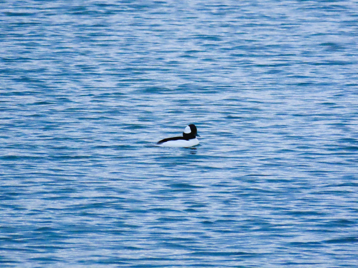 Гоголь-головастик - ML644909627