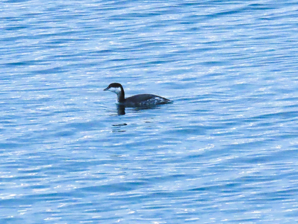 Horned Grebe - ML644909632