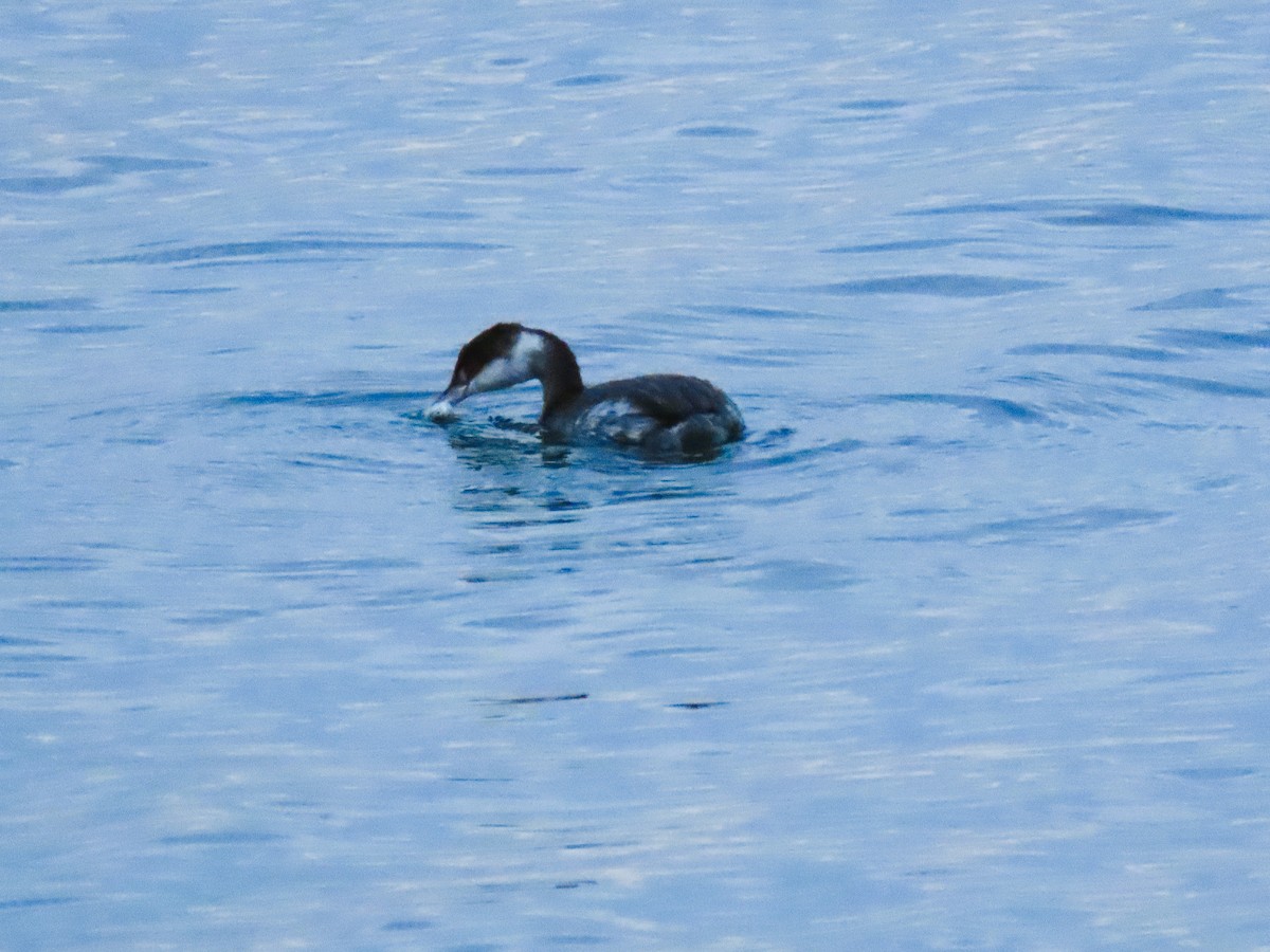 Horned Grebe - ML644909633