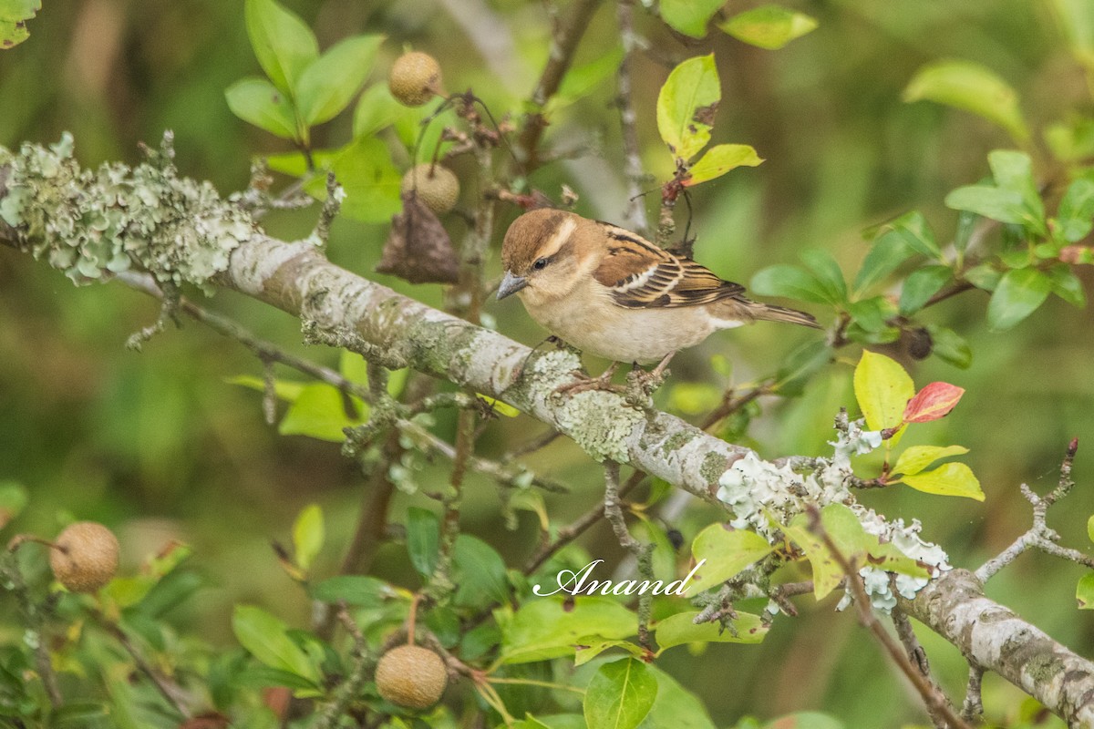 Russet Sparrow - ML644909636
