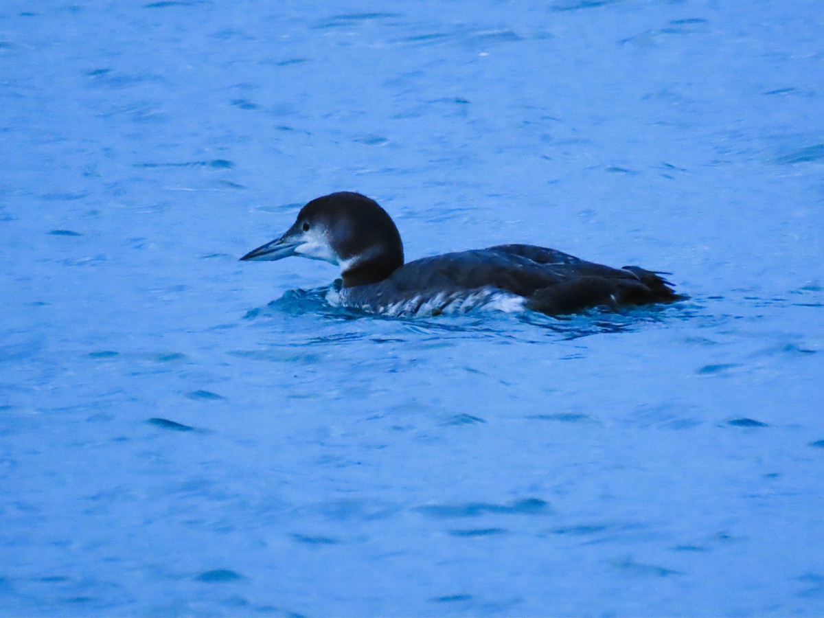 Common Loon - ML644909638