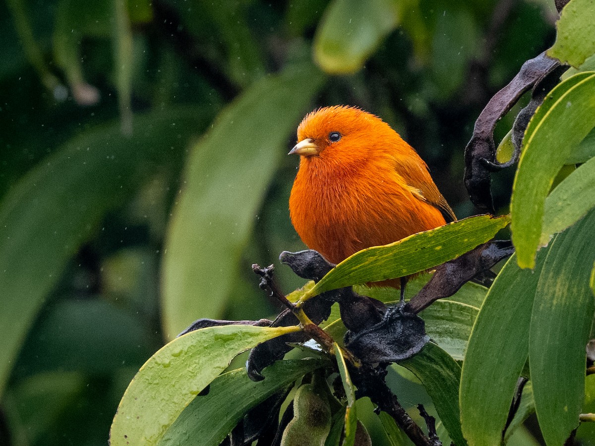 Hawaii Akepa - ML644909639