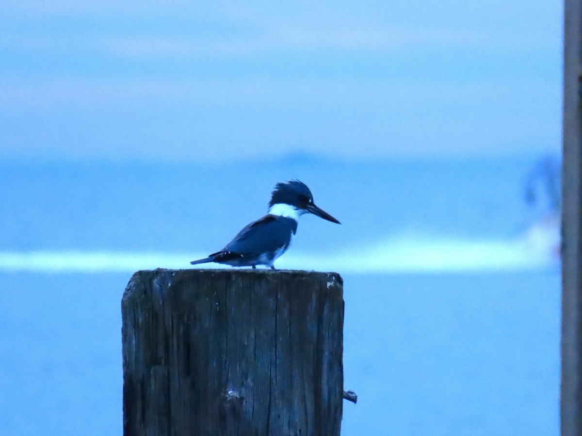 Belted Kingfisher - ML644909641