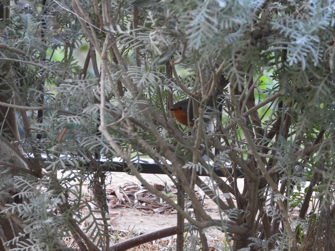 European Robin - ML644909664