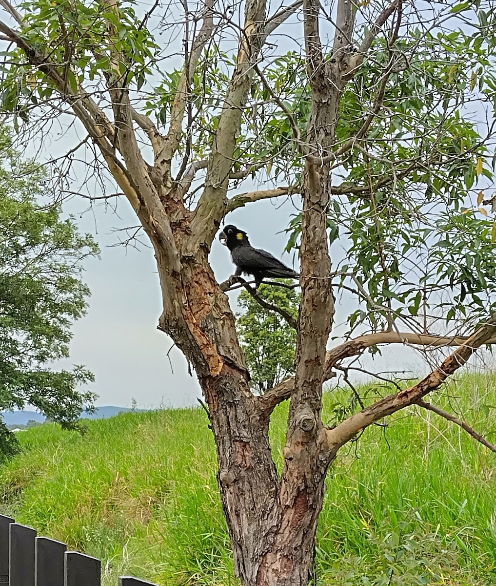 Gelbschwanz-Rabenkakadu - ML644909673