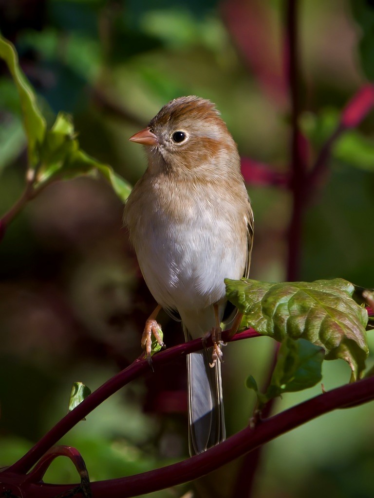 Klapperammer - ML644909674