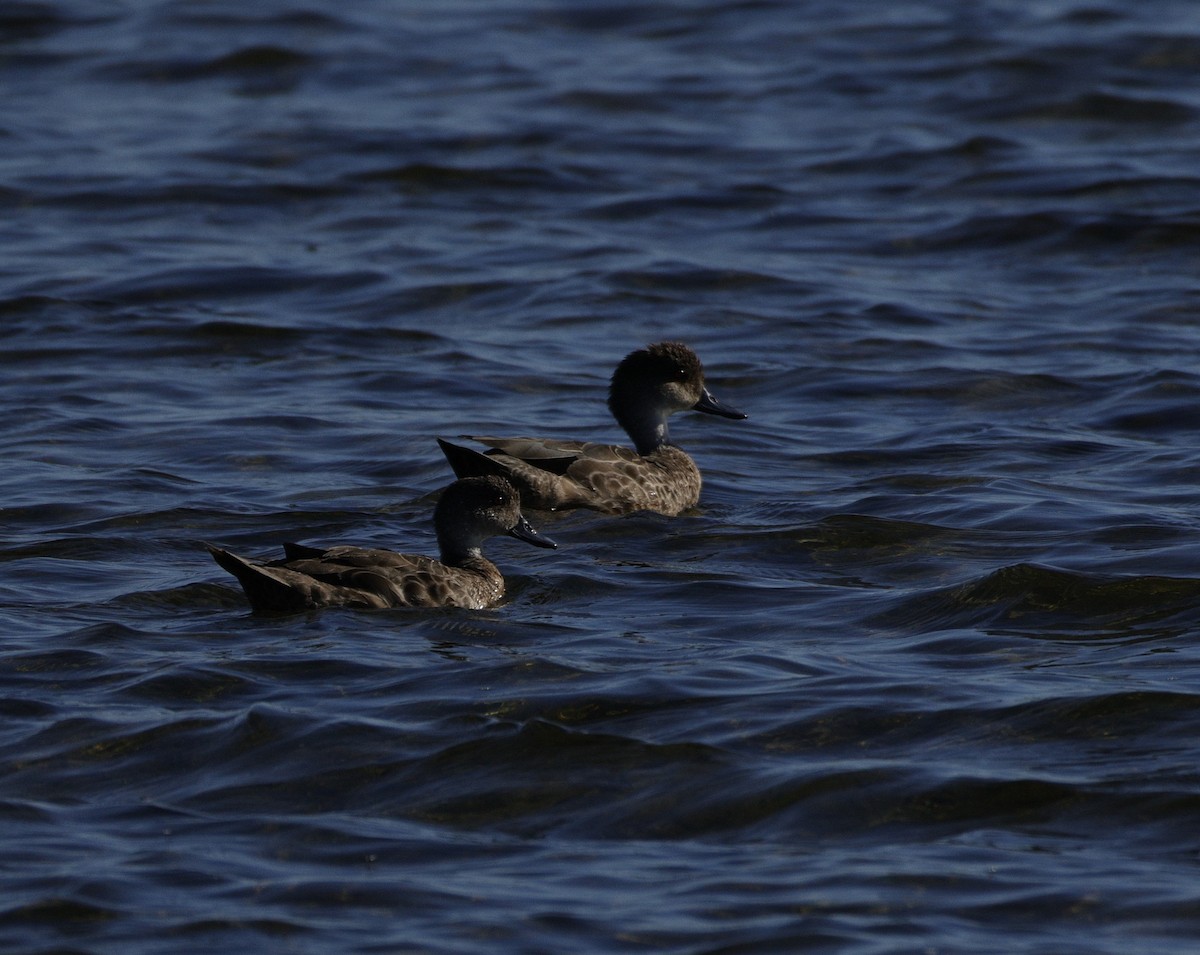 Australente - ML644909675