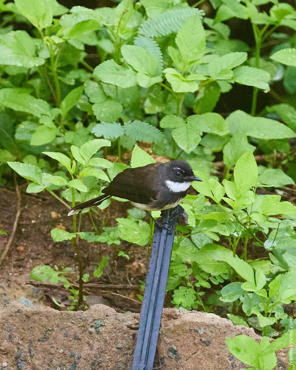 Malaienfächerschwanz - ML644909676