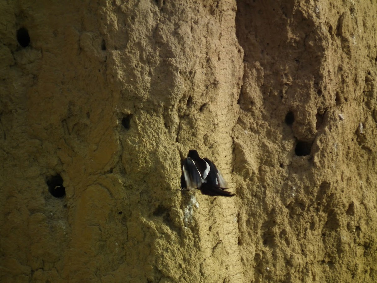 Elster - ML644909677