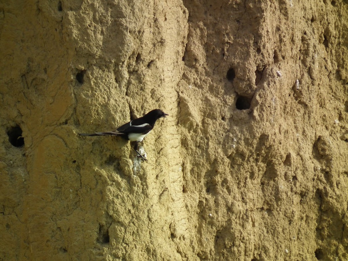 Elster - ML644909678