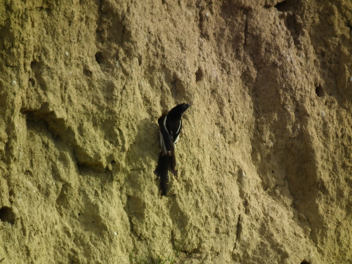 Elster - ML644909679